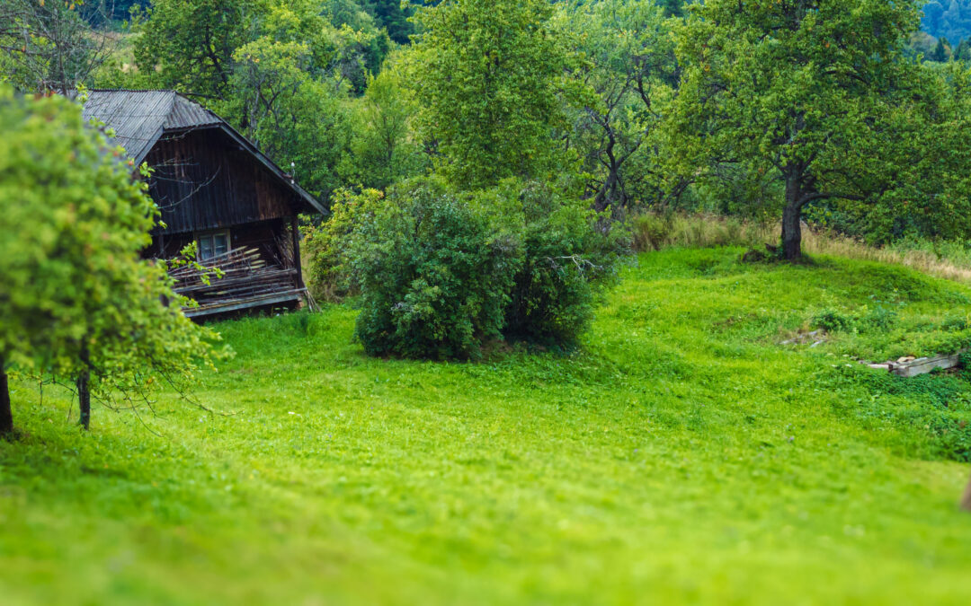 how to Start A Vegetable Garden On your Homestead